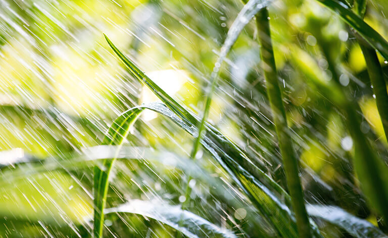 arrosage intégré sur des plantes du jardin
