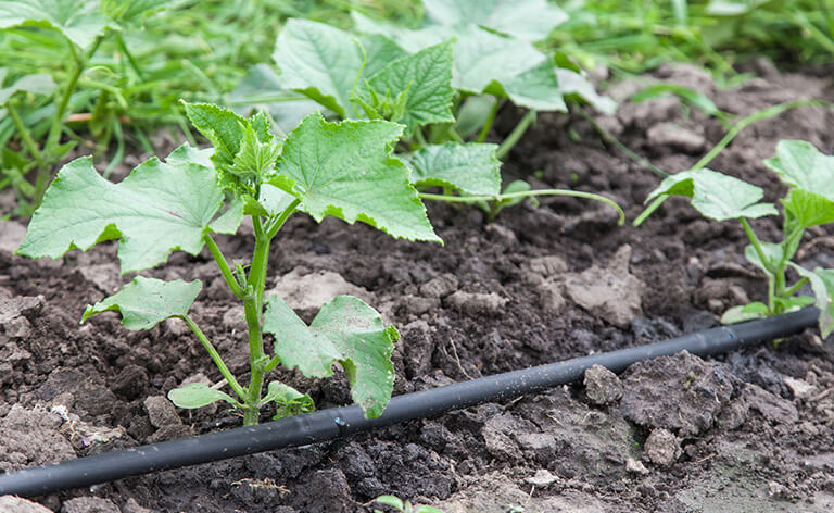 arrosage localisé pour le jardin